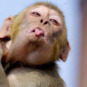 Meet your Posher, Emerson